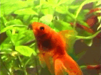 Cello's Fish-Cam