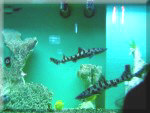 Haie im Clevelander-Aquarium