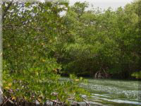 Mangrovenwlder