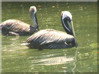 Pelikane, Islamorada, Florida Keys