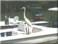 Fischreiher, Islamorada, Florida Keys