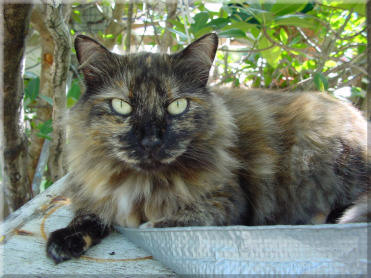 Scrounch, a beautiful cat